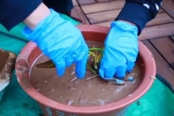睡莲种子开口后如何播种，浸种催芽后再播入土壤中