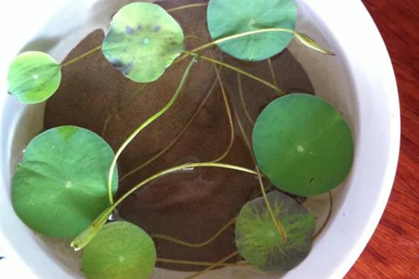 睡莲种子开口后如何播种，浸种催芽后再播入土壤中