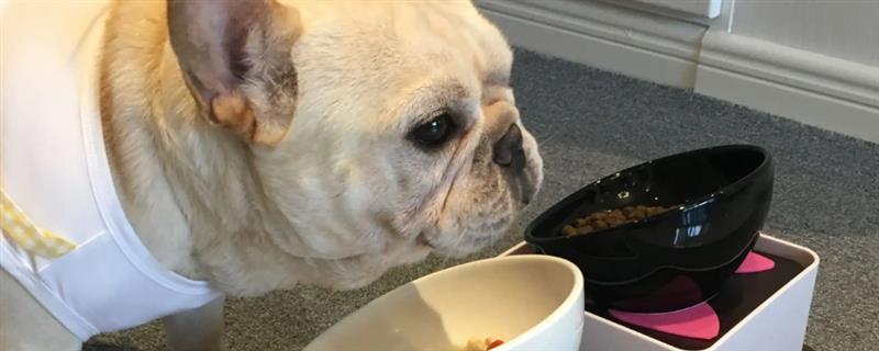给狗狗挑选食盆的方法，根据脸型去决定碗的形状