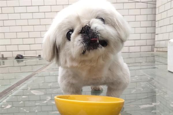 给狗狗挑选食盆的方法，根据脸型去决定碗的形状