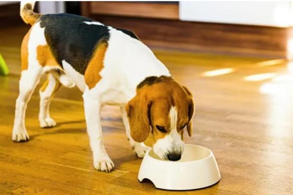 给狗狗挑选食盆的方法，根据脸型去决定碗的形状