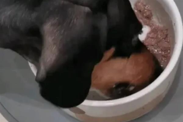 给狗狗挑选食盆的方法，根据脸型去决定碗的形状