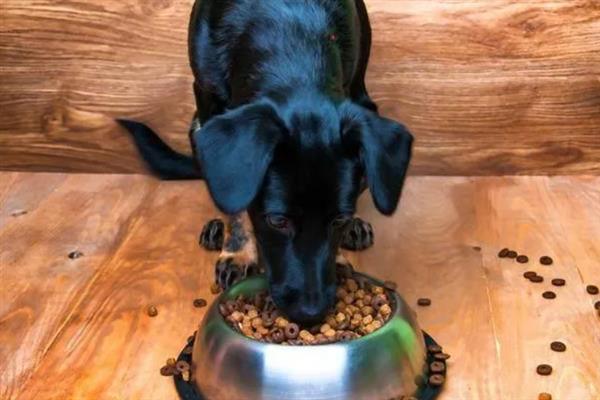 给狗狗挑选食盆的方法，根据脸型去决定碗的形状