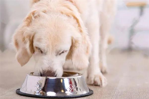 给狗狗挑选食盆的方法，根据脸型去决定碗的形状