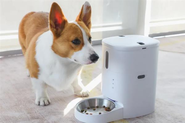 给狗狗挑选食盆的方法，根据脸型去决定碗的形状