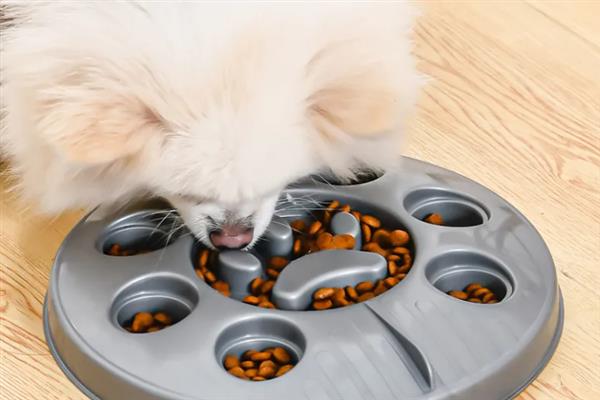 给狗狗挑选食盆的方法，根据脸型去决定碗的形状