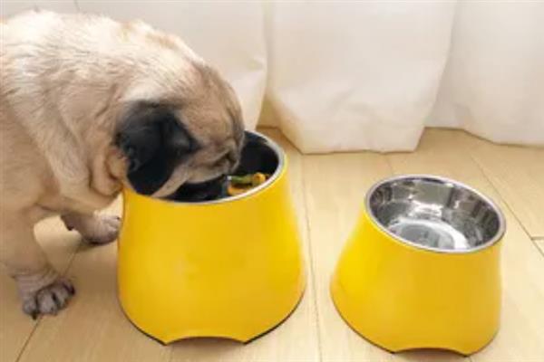 给狗狗挑选食盆的方法，根据脸型去决定碗的形状