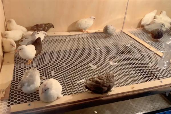 鸡一般有多重，普通的鸡的体重范围在1-3kg