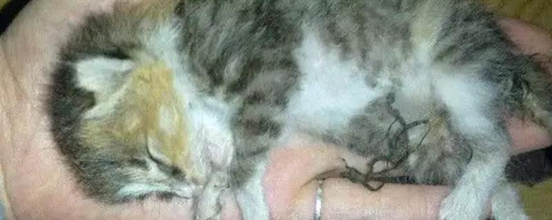 猫会不会自己排出死胎，要分情况来讨论