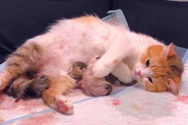 猫会不会自己排出死胎，要分情况来讨论