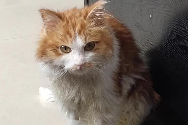猫会不会自己排出死胎，要分情况来讨论