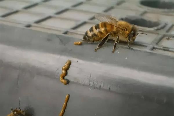 判断附近是否有野生蜜蜂窝的方法，蜂巢附近能听到密集的嗡嗡声