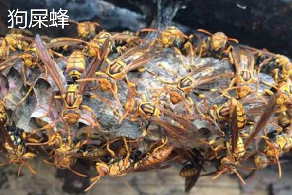 判断附近是否有野生蜜蜂窝的方法，蜂巢附近能听到密集的嗡嗡声