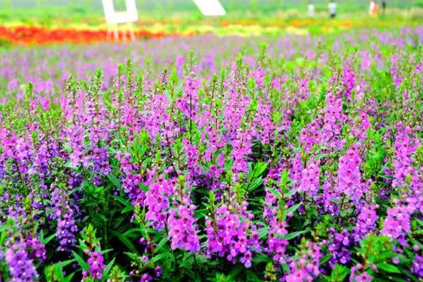 鼠尾草有什么花语，代表家庭幸福、智慧理性等含义