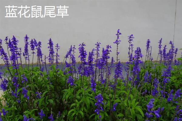 鼠尾草有什么花语，代表家庭幸福、智慧理性等含义