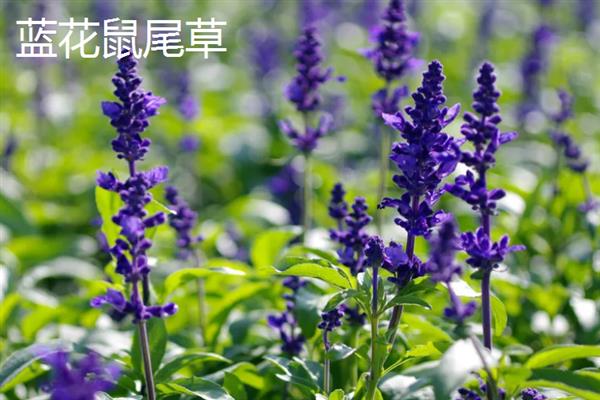 鼠尾草有什么花语，代表家庭幸福、智慧理性等含义