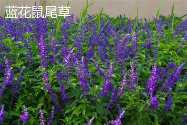 鼠尾草有什么花语，代表家庭幸福、智慧理性等含义
