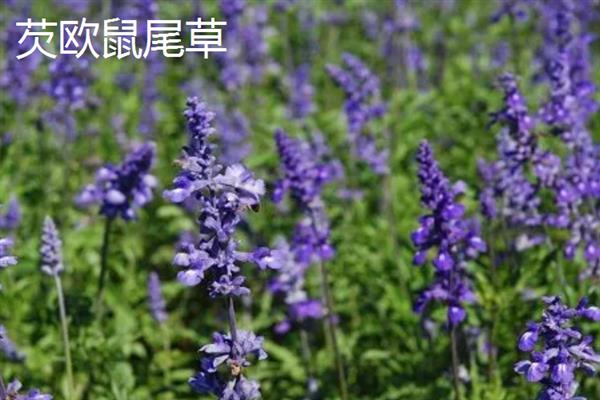 鼠尾草有什么花语，代表家庭幸福、智慧理性等含义