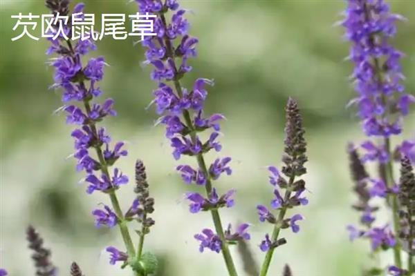 鼠尾草有什么花语，代表家庭幸福、智慧理性等含义