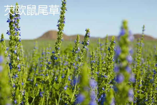 鼠尾草有什么花语，代表家庭幸福、智慧理性等含义