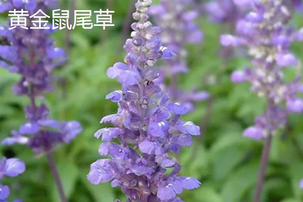 鼠尾草有什么花语，代表家庭幸福、智慧理性等含义