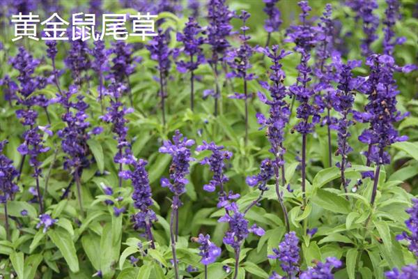 鼠尾草有什么花语，代表家庭幸福、智慧理性等含义