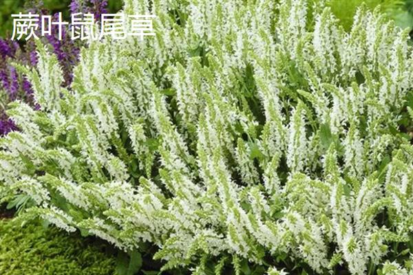 鼠尾草有什么花语，代表家庭幸福、智慧理性等含义