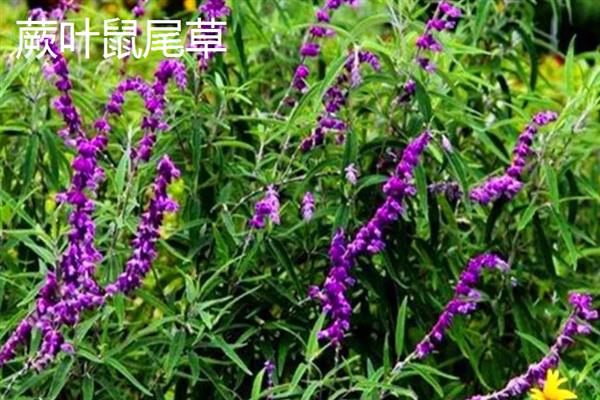 鼠尾草有什么花语，代表家庭幸福、智慧理性等含义
