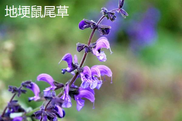 鼠尾草有什么花语，代表家庭幸福、智慧理性等含义