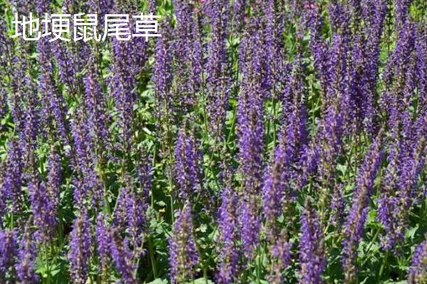 鼠尾草有什么花语，代表家庭幸福、智慧理性等含义