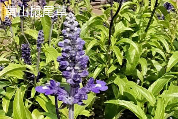 鼠尾草有什么花语，代表家庭幸福、智慧理性等含义