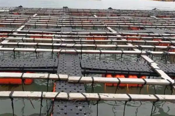 鲍鱼的养殖模式，主要有以下4种