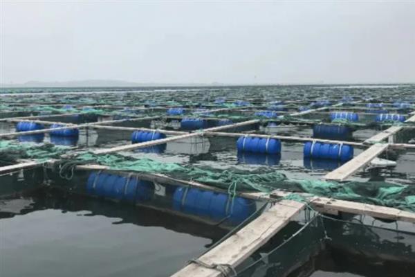 鲍鱼的养殖模式，主要有以下4种