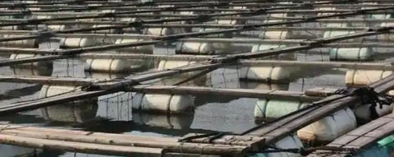 鲍鱼的养殖模式，主要有以下4种