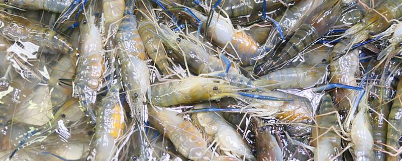 养虾能不能用复合肥进行肥水，可以使用但效果不如有机肥