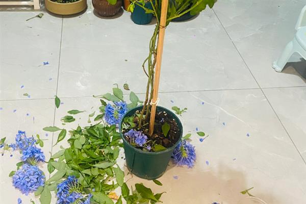 怎样让蓝雪花全年开花，适宜生长在温暖的环境中