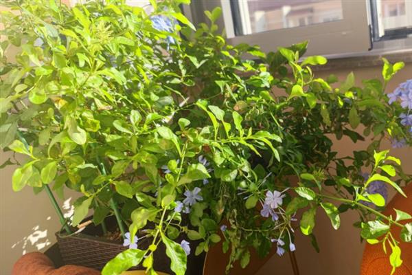 怎样让蓝雪花全年开花，适宜生长在温暖的环境中