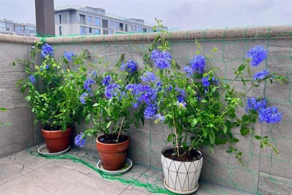 怎样让蓝雪花全年开花，适宜生长在温暖的环境中