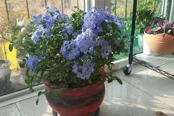 怎样让蓝雪花全年开花，适宜生长在温暖的环境中