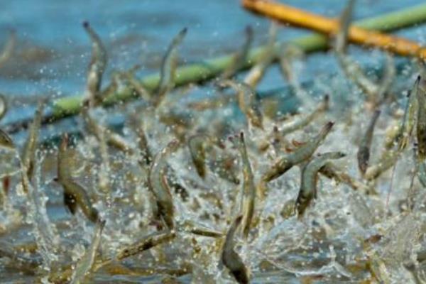 养虾能不能用复合肥进行肥水，可以使用但效果不如有机肥