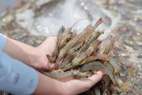 养虾能不能用复合肥进行肥水，可以使用但效果不如有机肥