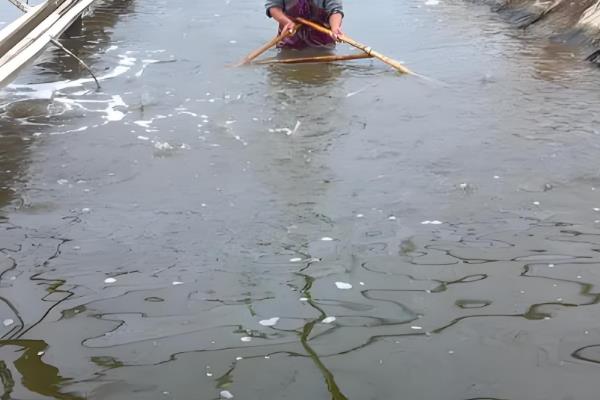 养虾能不能用复合肥进行肥水，可以使用但效果不如有机肥