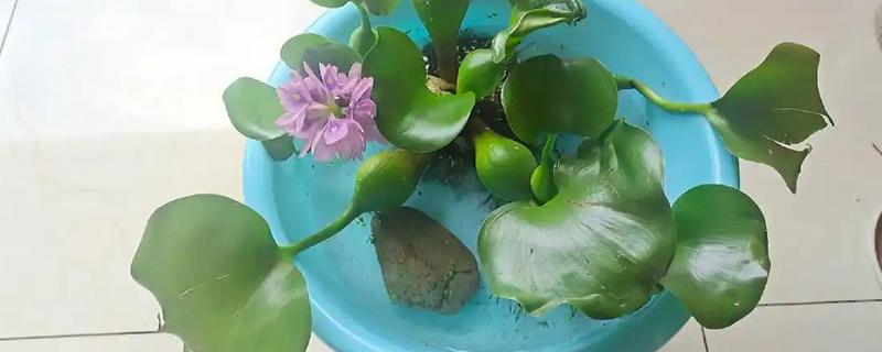 水葫芦冬天怎么养，要做好控温措施
