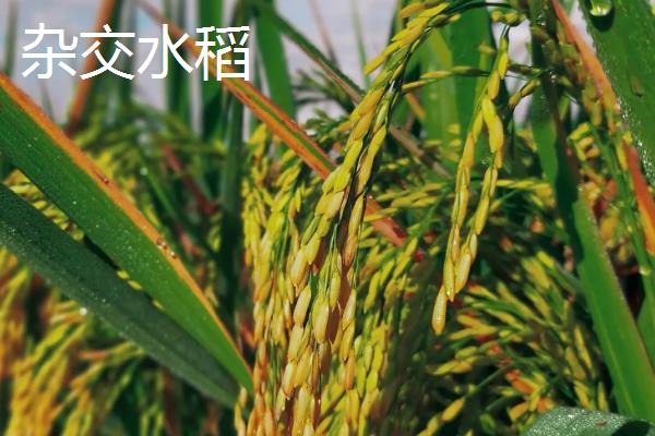 当前吃的大米是不是杂交水稻，基本都是由杂交水稻延伸而来