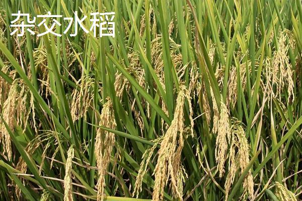 当前吃的大米是不是杂交水稻，基本都是由杂交水稻延伸而来