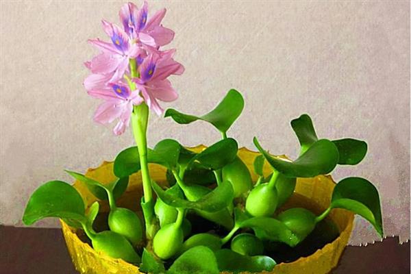 水葫芦冬天怎么养，要做好控温措施