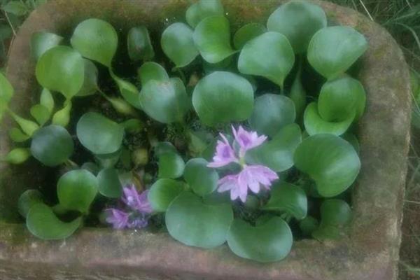 水葫芦冬天怎么养，要做好控温措施