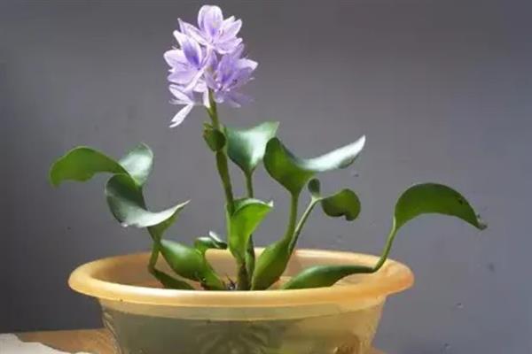 水葫芦冬天怎么养，要做好控温措施