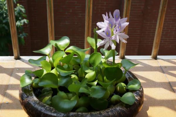 水葫芦冬天怎么养，要做好控温措施