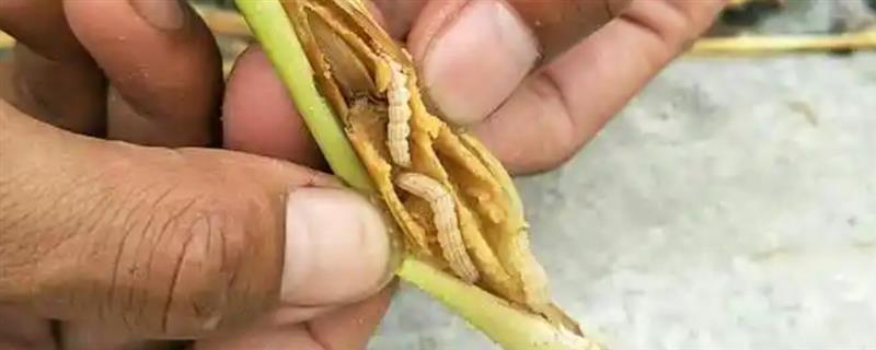 水稻钻心虫的危害表现，分蘖期受害会出现枯鞘等情况